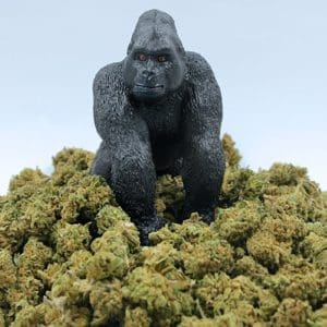 Gorilla-Glue-.jpg