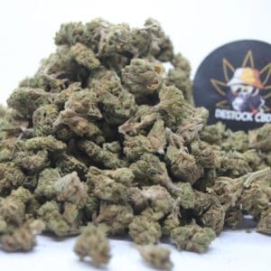 Harlequin_CBD-scaled-1.jpg