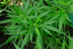 variété de fleur de CBD