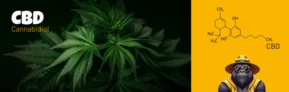 CBD avis et effets