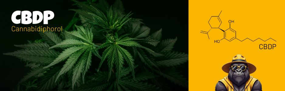 CBC - Destock CBD