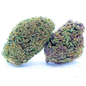 Purple Snowman Hybride Premium